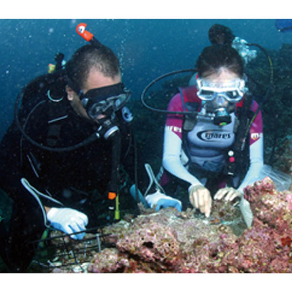 今治 さざなみフェイスタオル1 枚